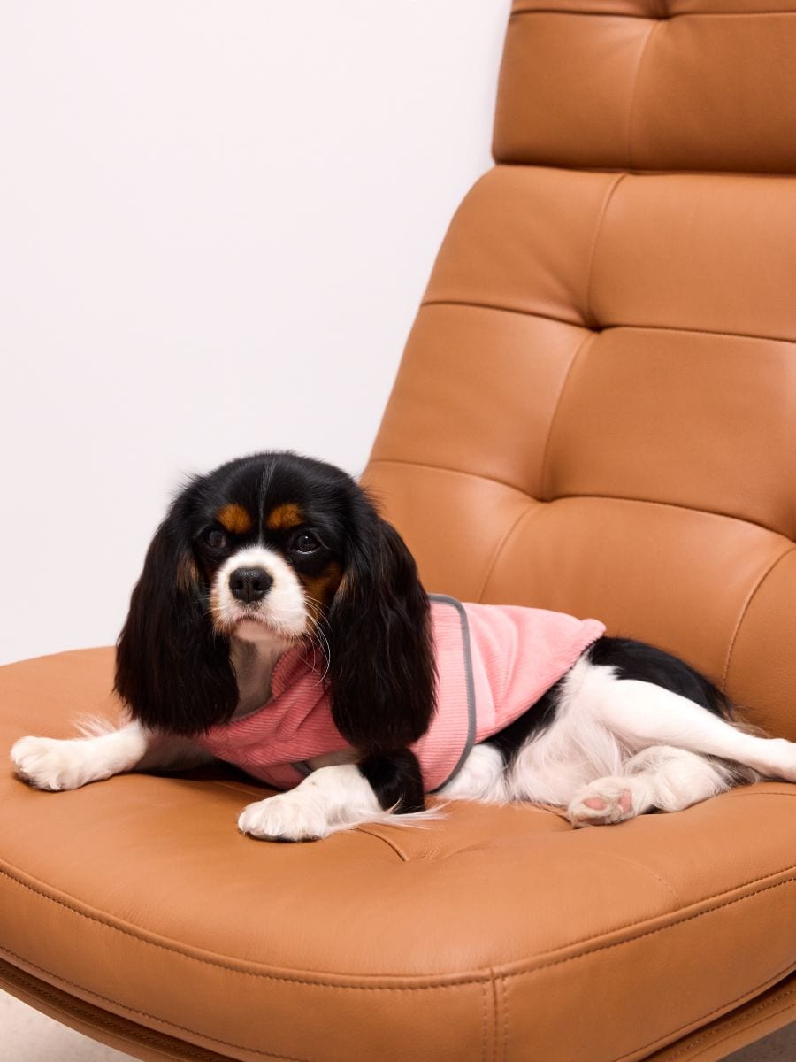 Jacheta pentru câini Jacheta pentru câini - Roz pal - MOHITO