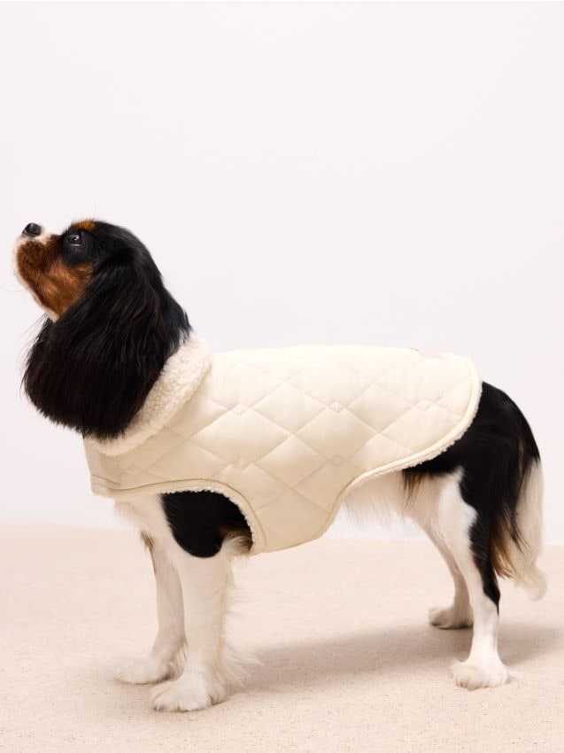 Jacheta pentru câini