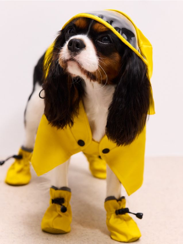 Mohito - Дъждобран за куче - жълто